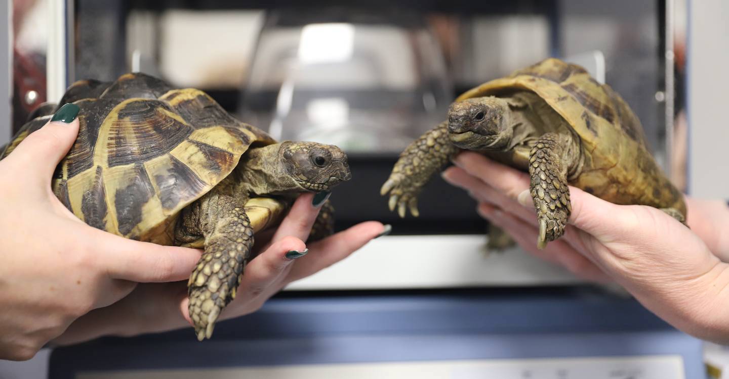 Incubator Shell Ter Hopes To Help Hatch Endangered Tortoise Eggs CARA (4)