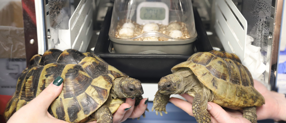 Incubator Shell Ter Hopes To Help Hatch Endangered Tortoise Eggs WEB