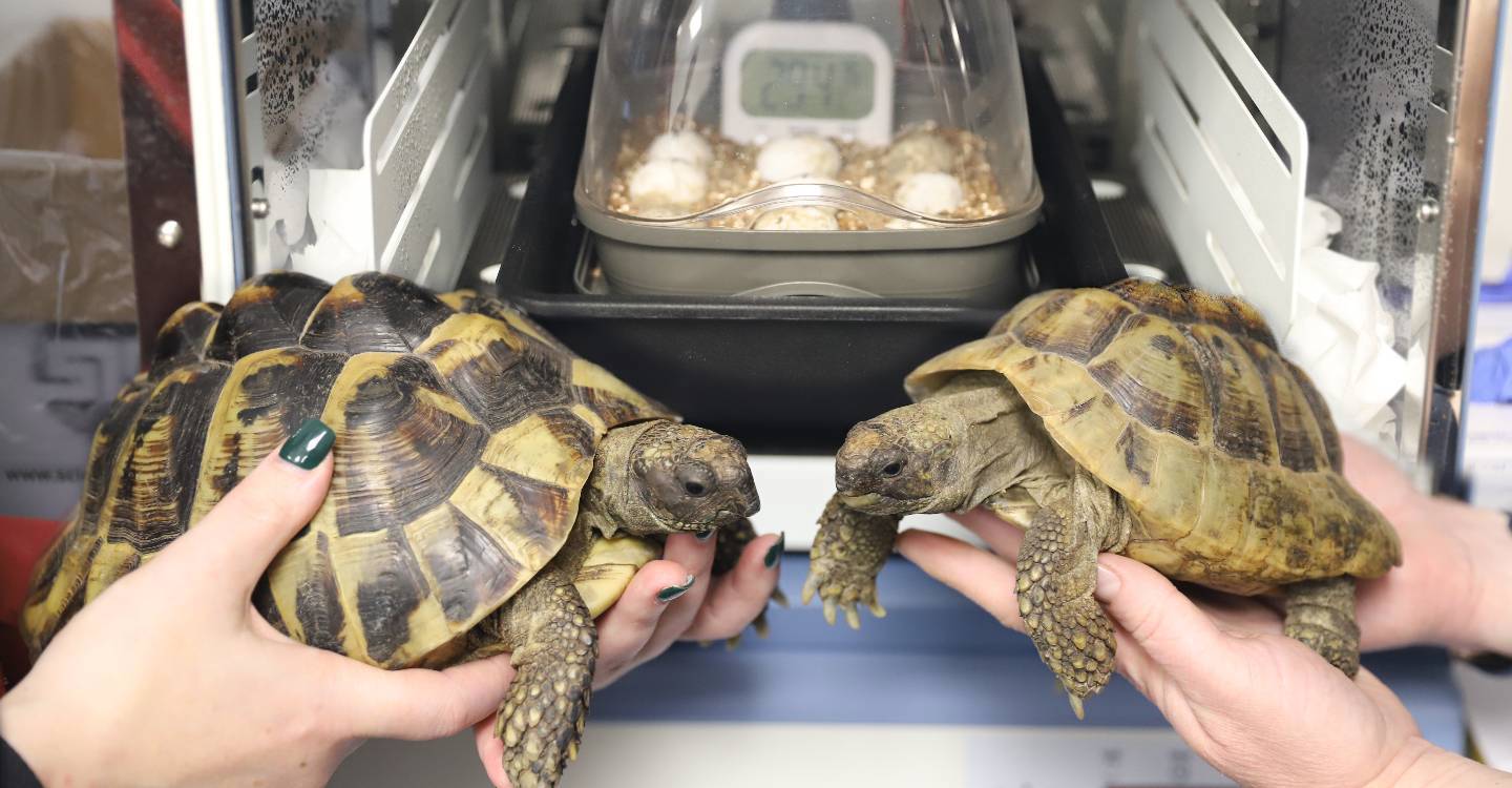 Incubator Shell Ter Hopes To Help Hatch Endangered Tortoise Eggs CARA (2)
