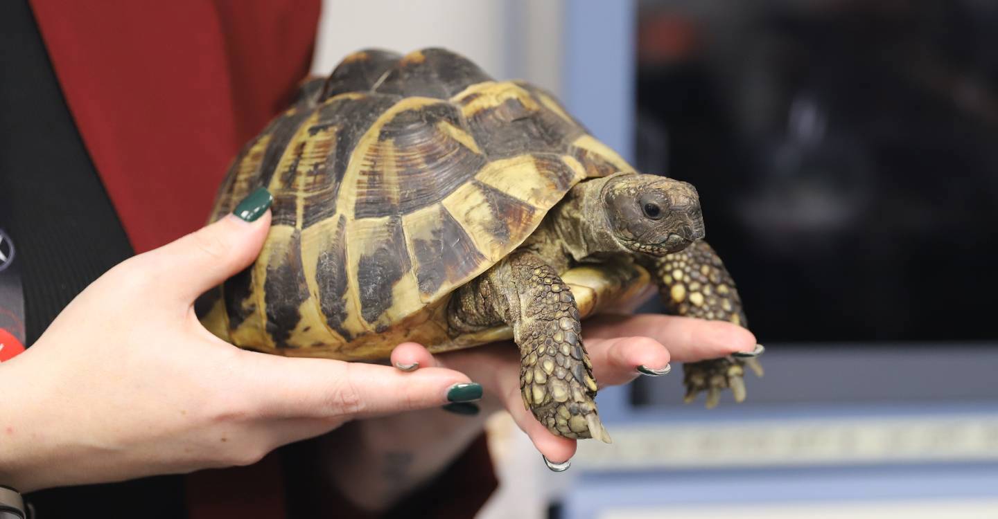 Incubator Shell Ter Hopes To Help Hatch Endangered Tortoise Eggs CARA (1)