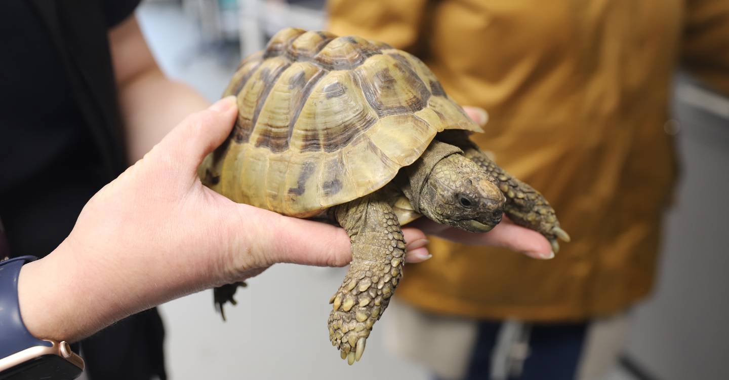 Incubator Shell Ter Hopes To Help Hatch Endangered Tortoise Eggs CARA (3)